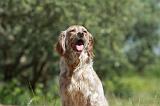 SETTER ANGLAIS 206